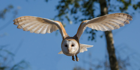 Front_view_of_a_barn_owl_-_Tyto_alba_-_in_flight.jpg
